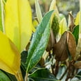 thumbnail image 4 of 1 Gal. Little Gem Magnolia Tree in Grower's Pot - Large Fragrant Blooms, 4 of 4