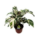 thumbnail image 3 of Calathea Stella, 6 inch, Beautiful White Variegated House Plant Lietzei Fusion White, 3 of 9