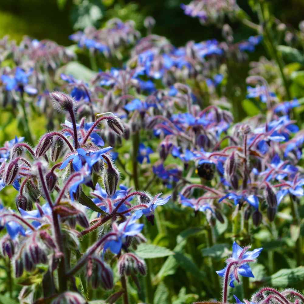 Borage Drought Tolerant Herb Garden Seeds For Xeriscape Landscaping - 1 LB