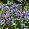 thumbnail image 5 of Borage Drought Tolerant Herb Garden Seeds For Xeriscape Landscaping - 1 LB, 5 of 5