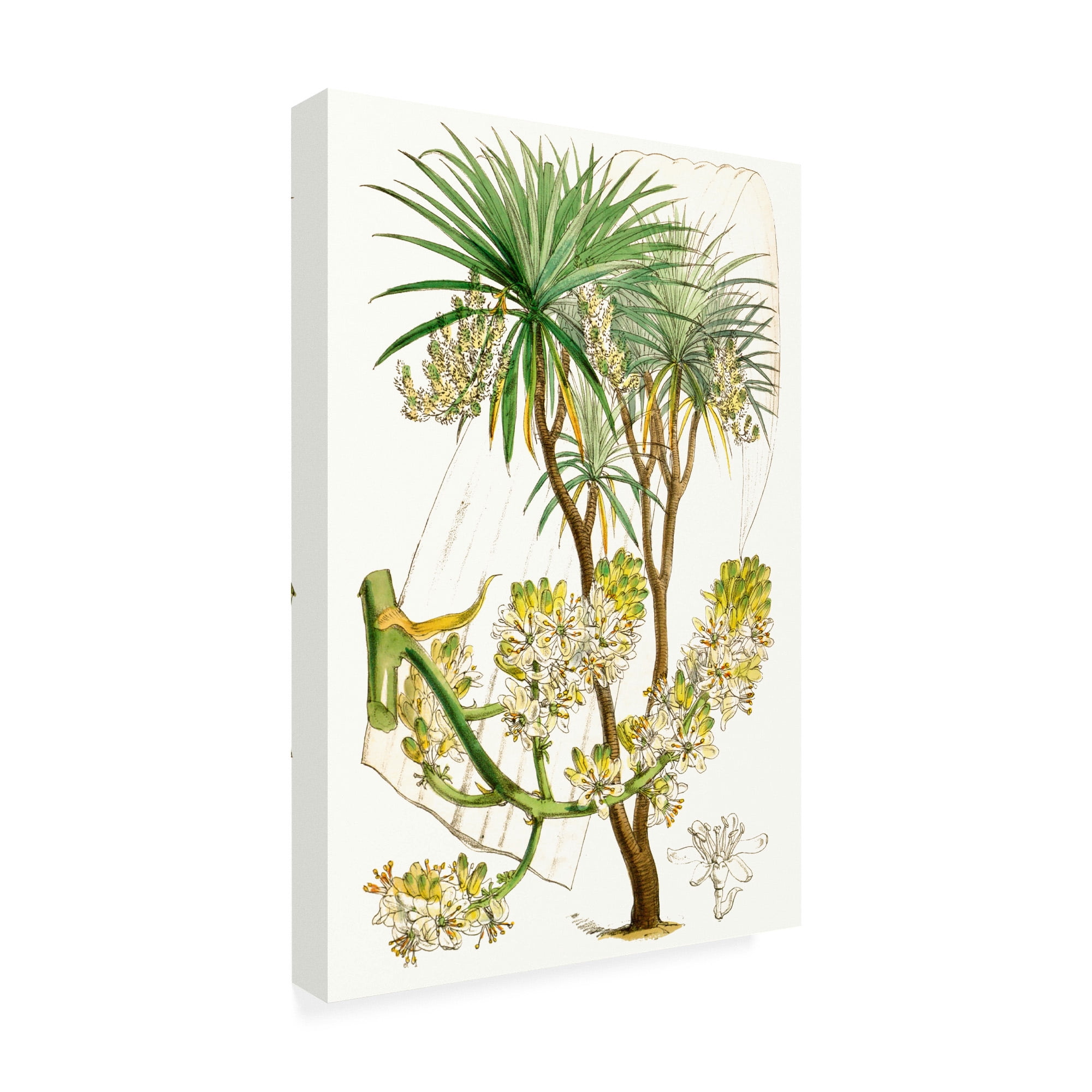 Trademark Fine Art 'Curtis Palms VI' Canvas Art by Curtis