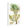 thumbnail image 2 of Trademark Fine Art 'Curtis Palms VI' Canvas Art by Curtis, 2 of 3