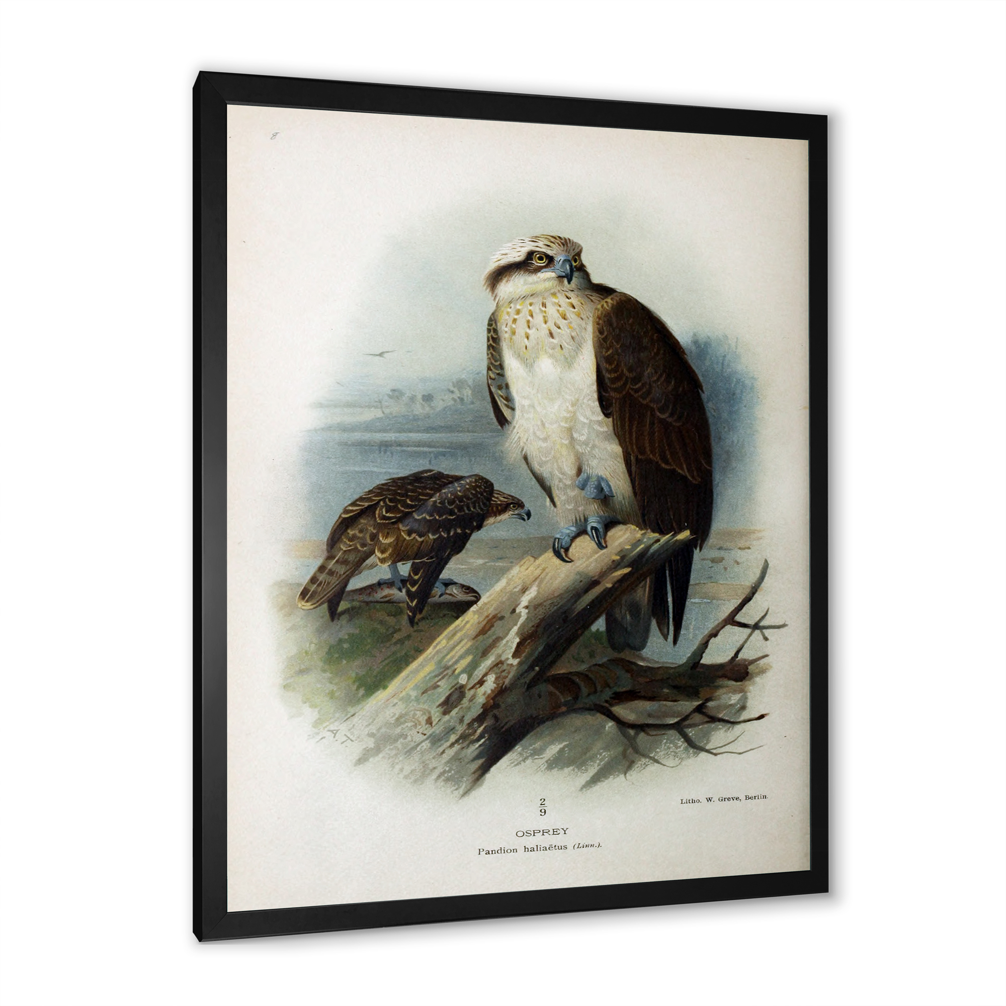 Designart 'Ancient Bird Life VI' Traditional Framed Art Print