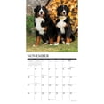 thumbnail image 3 of Just Bernese Mountain Dog 2024 12 X 12 Wall Calendar (Other), 3 of 4