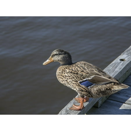 Waterfowl Wood - Canvas Print Nature Gulf Coast Duck Waterfowl Bird Wood Duck Stretched Canvas 10 x 14