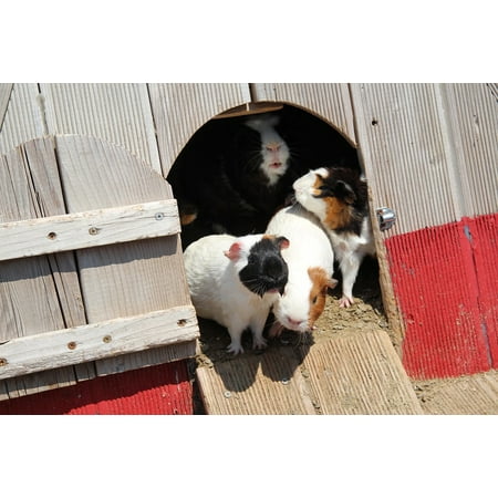 8in 1 Guinea Pig - Canvas Print Pet Rat Guinea Pigs Pet Rat Animal Hamster Stretched Canvas 10 x 14