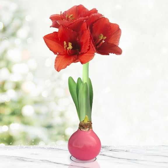 Pink Base Waxed Amaryllis Flower Bulb with Stand, No Water Needed, Real Live Spring Flowers