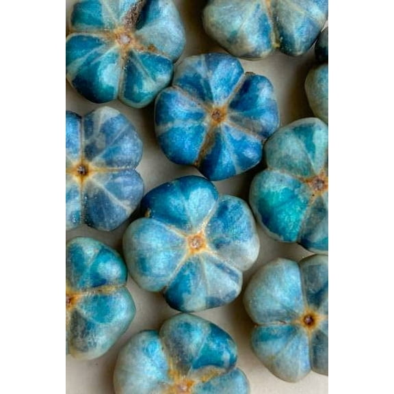 Bastard Hogberry Seeds for Planting (5 Rare Seeds) - Margaritaria nobilis