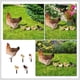 thumbnail image 3 of GOOHOCHY 5 estacas para gallinas de jardín, decoración de pollitos de jardín, letreros acrílicos para pollitos, decoración de jardín, 3 of 8