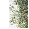 thumbnail image 5 of Extra Large Tall Olive Tree 118" Tall, 5 of 6