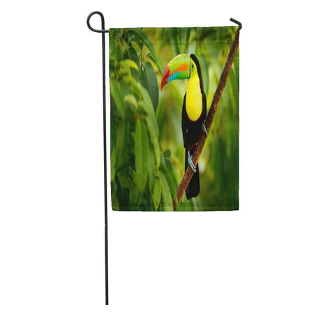 SIDONKU Keel Billed Toucan Ramphastos Sulfuratus Bird Big Bill Sitting Branch in The Forest Boca Tapada Green Garden Flag Decorative Flag House Banner 28x40 inch