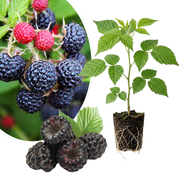 Black Raspberry Plant Live, Sweet Berries, Raspberry Bushes 5-8'' Tall, Raspberries Fruit Seedlings for Garden