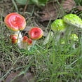 thumbnail image 7 of SPRING PARK Mini Mushroom Fairy Garden Miniature Figurines Mushroom Resin Figures for Garden Ornaments Plant Pots Bonsai Crafts Micro Landscape Decoration, 7 of 7
