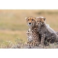 thumbnail image 2 of Fischer, Jie 32x23 White Modern Wood Framed Museum Art Print Titled - Cheetah Cub With  Mom, 2 of 4