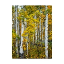 Trademark Fine Art 'Yellow Woods V' Canvas Art by David Drost