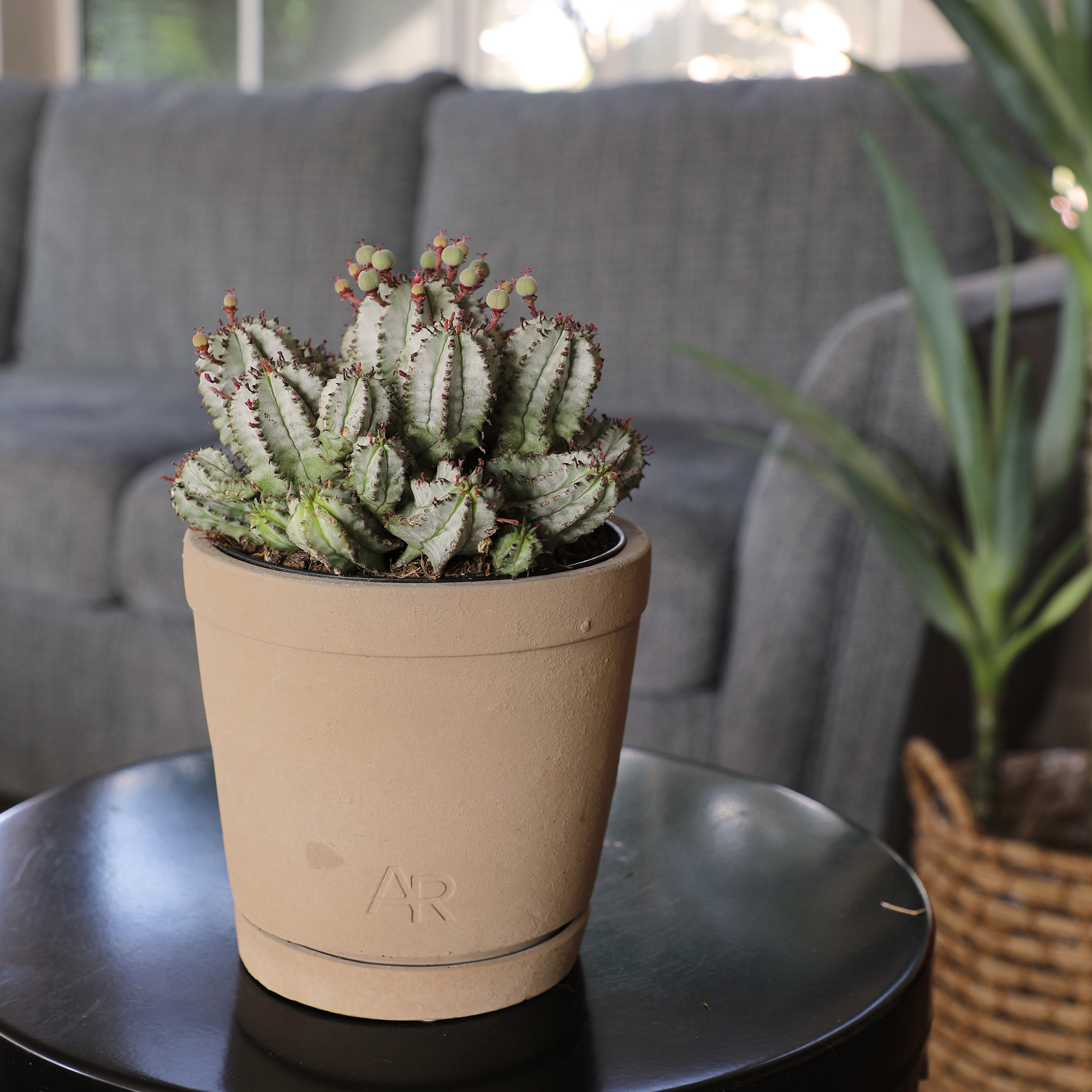 Altman Plants African Milk Barrel, Rare Euphorbia Cactus | 6in Décor Pot, Filtered Sun, Exotic Plant