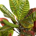 thumbnail image 4 of DecMode Traditional Green/Red Croton Artificial Plant with Black Round Pot, 27"W x 50"H, 4 of 9