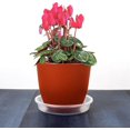thumbnail image 4 of Paquete de 5 platillos para macetas YONGSHENG transparentes reutilizables para flores y plantas, 4 of 5
