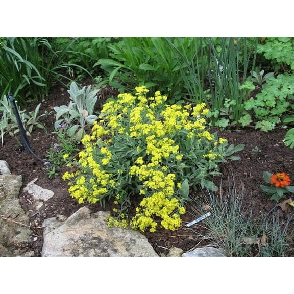 Alyssum Basket of Gold Nice Garden Flower by Seed Kingdom 5,000 Seeds