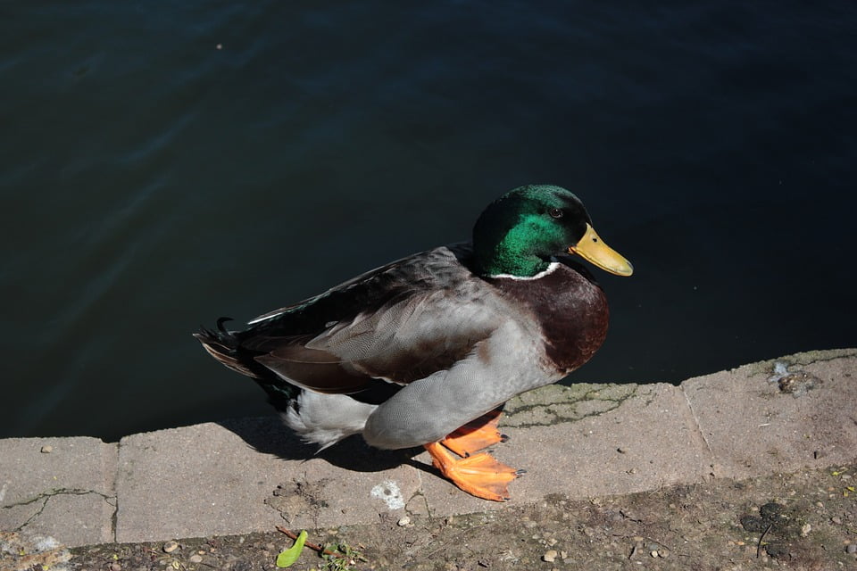 Animal Nature Wildlife Print NEW POSTER Duck
