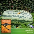 thumbnail image 4 of 3 Packs Orangeglo Watermelon Seeds - Non-GMO Heirloom Annual Full Sun Fruit, 4 of 6