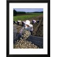 thumbnail image 2 of Potato Harvest, Hokkaido, Japan, Asia Framed Print Wall Art By Gavin Hellier, 2 of 5