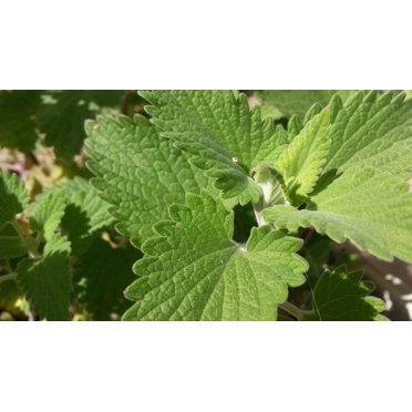3 Live Catmint Herb Plants – Perennial, Great For Gardens And Pollinators