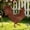 🔥 Coffee B_New, variant on YYV Gifts Rustic Metal Rooster Garden Stake With Signboard Weatherproof Painted Iron Rooster Yard Art Farmhouse Lawn Accent Decorative Stake For Patio Garden Display