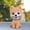2, variant on Shaking Head Dog Toy Car Ornaments Furnishing Articles Dashboard Doll Cute Nodding Car/Home/Office Decoration