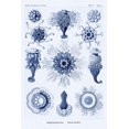 thumbnail image 2 of Haeckel, Ernst 13x18 Black Ornate Wood Framed with Double Matting Museum Art Print Titled - Haeckel Nature Illustrations: Siphoneae Hydrozoa - Dark Blue Tint, 2 of 4