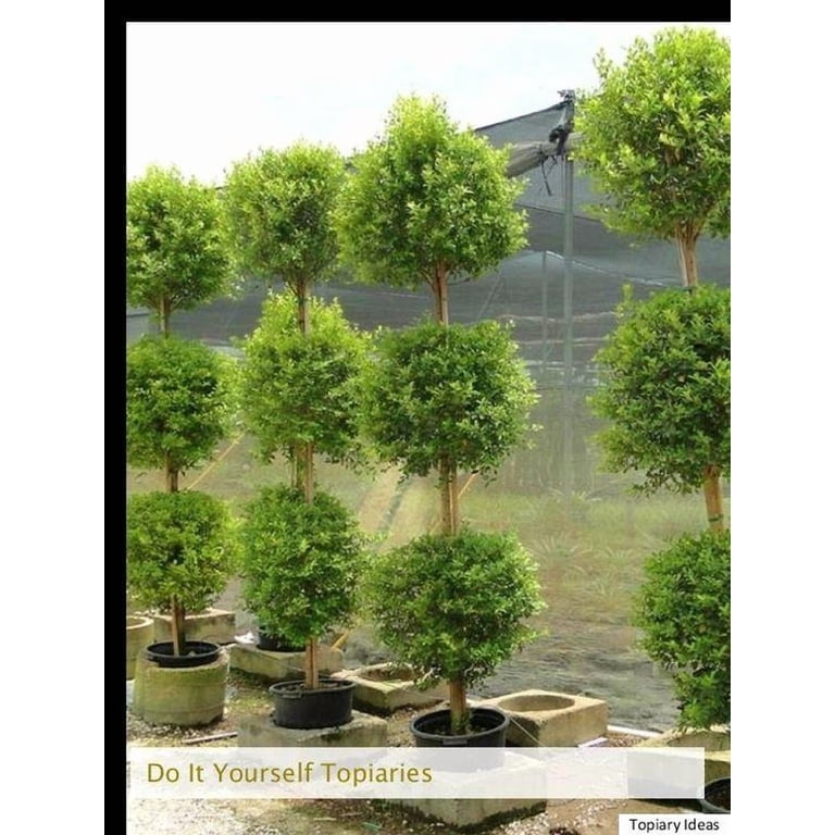 wo wachsen olivenbume Groer Olivenbaum, 100-110cm  Green Me Up