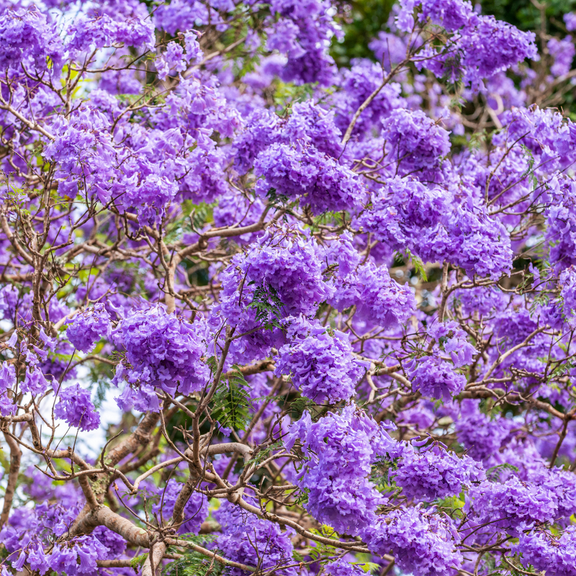 Pack 4 Blue Jacaranda Plant Live, Violet Jacaranda, Well Rooted from 8-10 Inches Tall in 3 Inches Pot