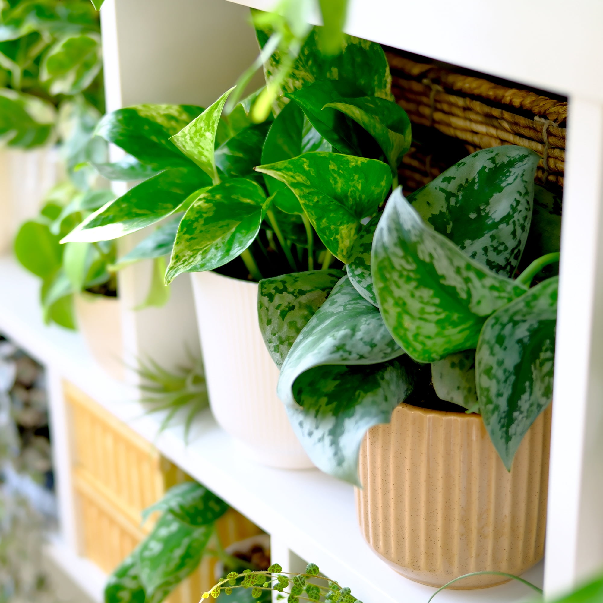 Element Live Pothos Plant Variety Pack, 4.25in White Decor Pots, Easy Care (3 Count)