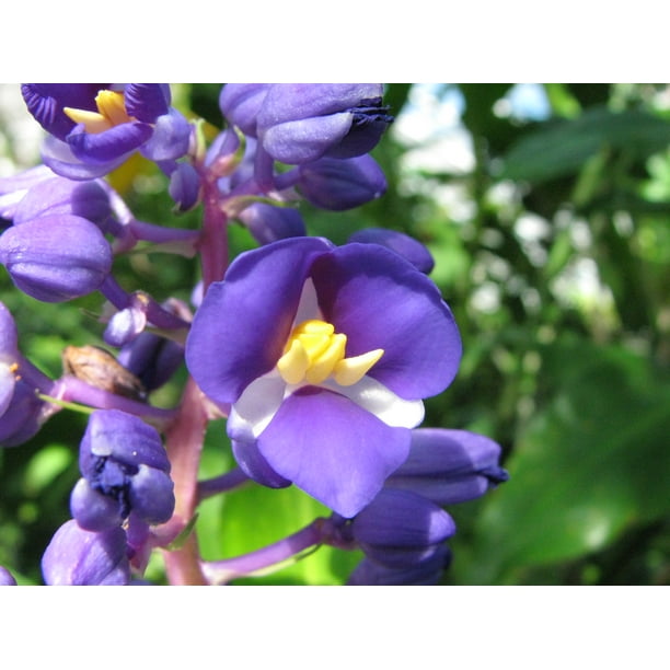 SPRING SPECIAL Blue Hawaiian Ginger Plant Root 4