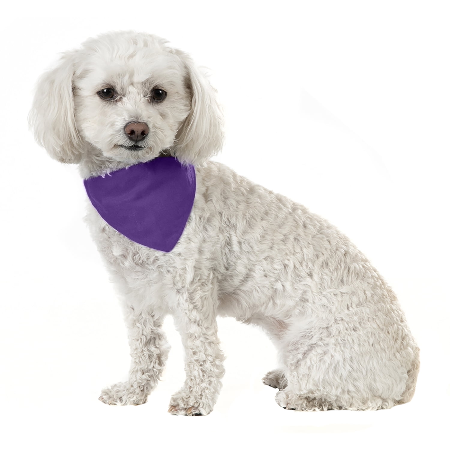 Birthday Girl Dog Bandana Purple and White 