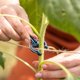 thumbnail image 1 of Clips para fijar las plantas:50 clips para plantas verdes tamaño M - Ayuda a las plantas trepadoras en estacas en espiral o estacas de bambú - Clips para jardinería y huerto, 1 of 5