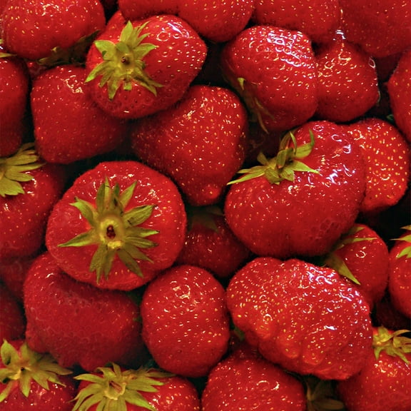 20 Pack Eversweet Everbearer Strawberry Plants - Delicious Outdoor Planting for Home Garden - Grown USA. Zone 4-9.