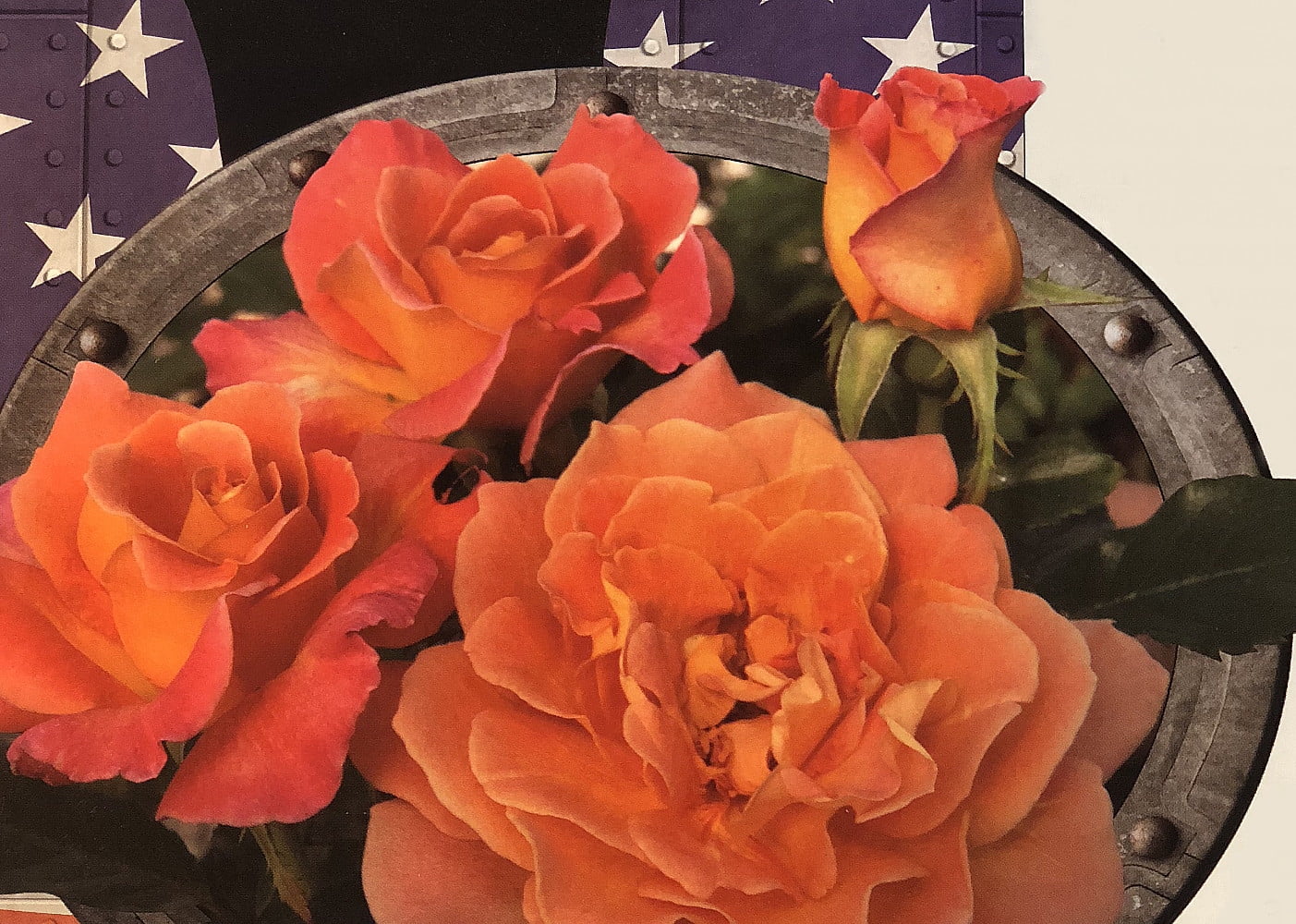 Rosie The Riveter® Floribunda Rose Bush Bareroot