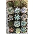 thumbnail image 2 of Assorted Rooted Premium Rosette Succulents in 2" Planter Pots with Soil (Pack of 15), 2 of 4