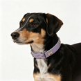 thumbnail image 4 of ZZHZGZ Canada Sale Bone Design Collar for Small Medium Adjustable Puppy Neck Collar Comfortable Breathable Daily Wear, 4 of 4