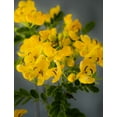 thumbnail image 2 of Pack 2 Cassia Bicapsularis Plants Butterfly Bush Winter Cassia Yellow Candlewood Plant 3-4 Inch Tall, 2 of 7
