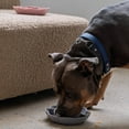 thumbnail image 4 of Dexypaws: Flower Slow Feeder - Grey - Dog & Pet Mealtime Accessory, Fits Into Most 8" Bowls, Suction Base, Safe & Non-Toxic, Food-Grade Silicone, 4 of 6