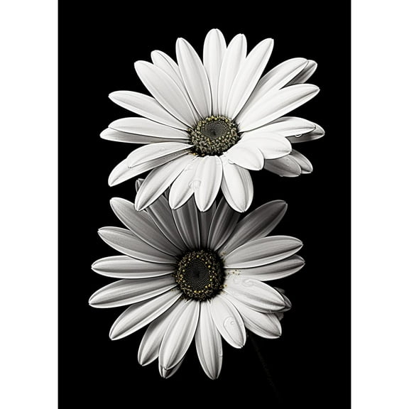 Black and White Daisy DIY 5D Diamond Art Paint with Full Drill Round Diamond Gems Painting by Number Kits for Adults Art Craft Home Wall Decoration 11.8x15.8in