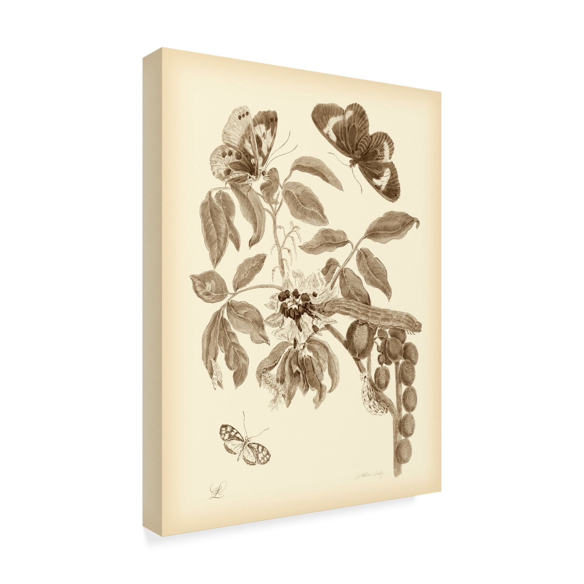Trademark Fine Art 'Nature Study in Sepia II' Canvas Art by Maria S. Merian