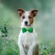 thumbnail image 5 of Collar de pajarita para mascotas del Día de San Patricio para perros y gatos | Diseño de trébol de cuatro hojas verde | Tejido de nailon y elastano | Mascotas pequeñas y medianas | Accesorio fes, 5 of 5