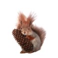 thumbnail image 1 of Wallmonkeys Squirrel Peel and Stick Wall Decals WM159266 (39 in W x 48 in H), 1 of 4