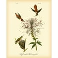 thumbnail image 2 of Audubon, John James 15x18 Black Ornate Wood Framed with Double Matting Museum Art Print Titled - Ruff-neck Hummingbird, 2 of 4