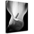 thumbnail image 2 of Tangletown Fine Art Softness I By Assaf Frank,  Gallery Wrap Canvas, 2 of 2