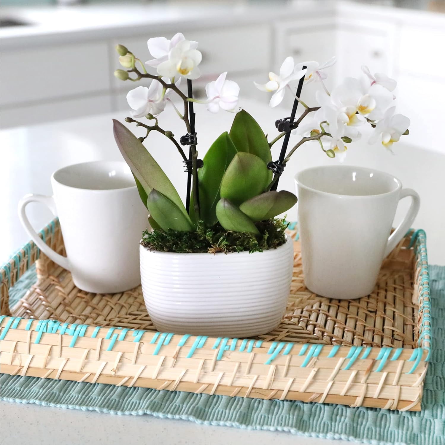 Just Add Ice 6-10" White and Yellow Mini Orchid Duo Live Plants in 4" White Ceramic Planter, House Plant