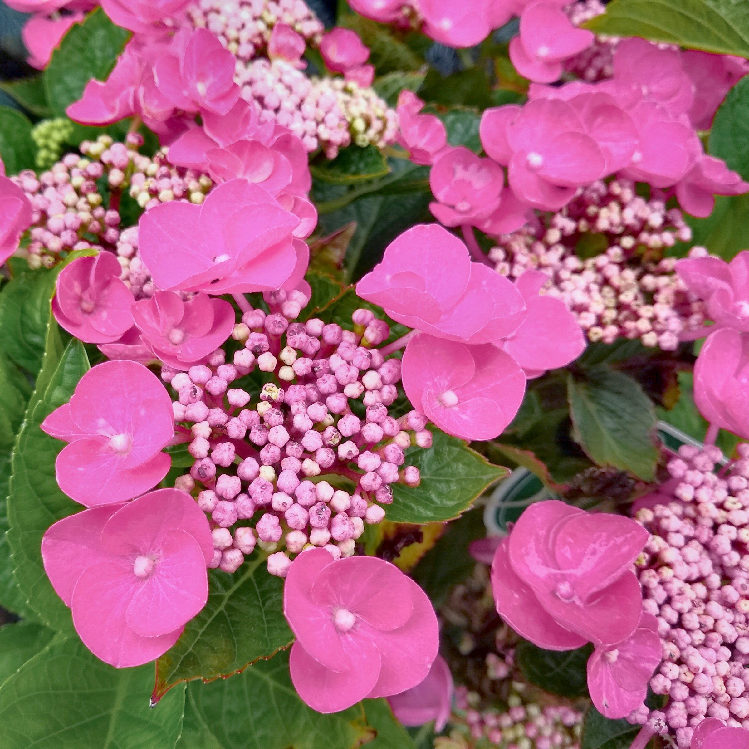 National Plant Network 4 in. Hydrangea Preziosa (3-Pack)